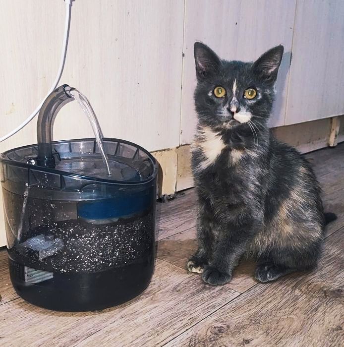 Поилка с фильтром для кошек
