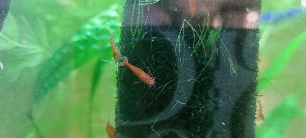 Криветки вишня красная