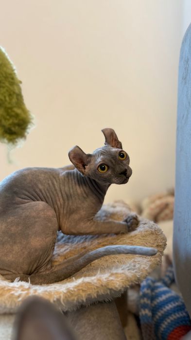 Котка Сфинкс элф