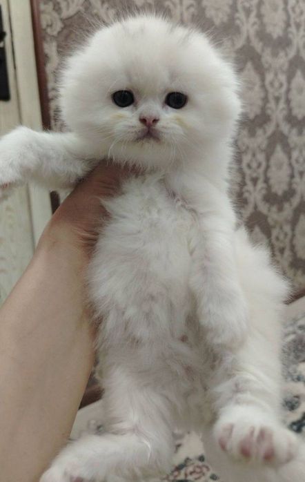 Шотландская Highland Fold