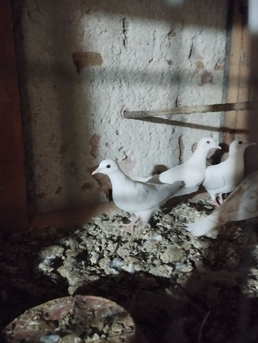 Продавам Следните птици