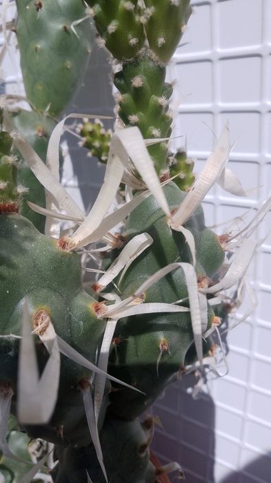 Продавам  кактус