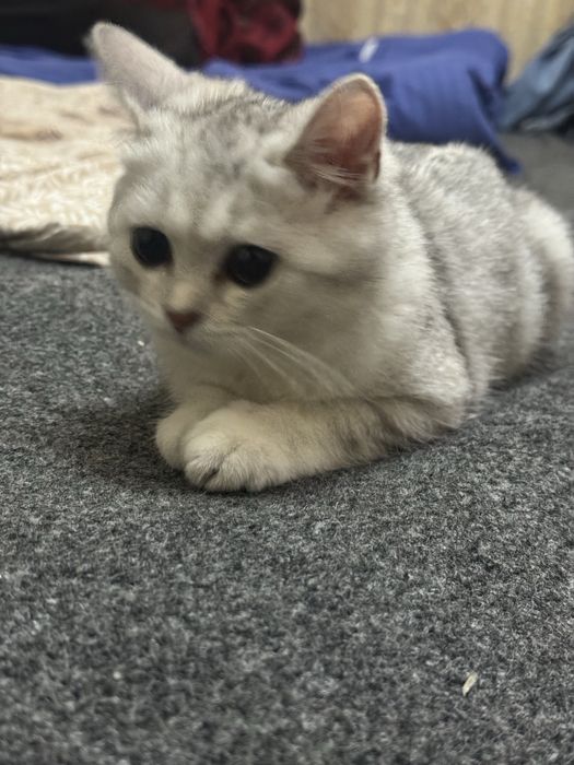 Shinshilla toza qaralgan