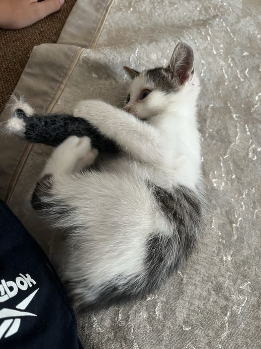 Котенок ищет дом!!!