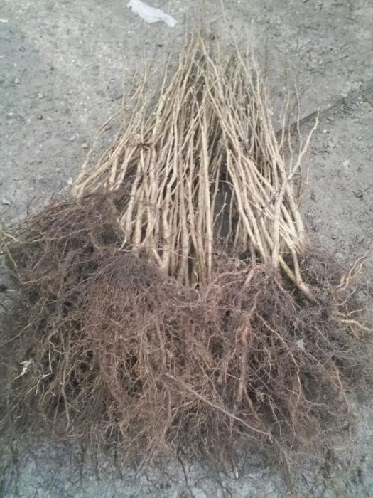 PUIETI de alun calitativi