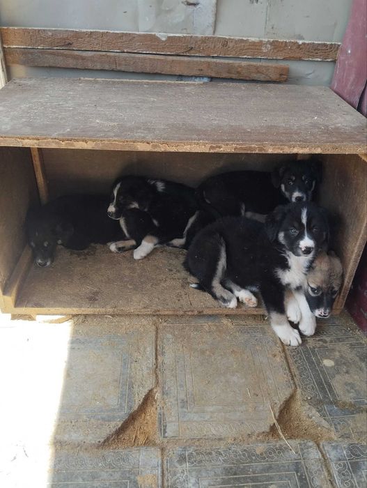 Отдам щенят бесплатно