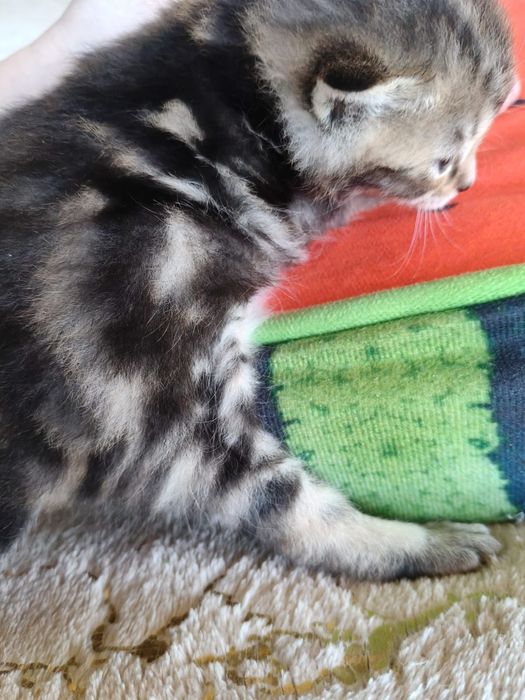 Продам котят породистых