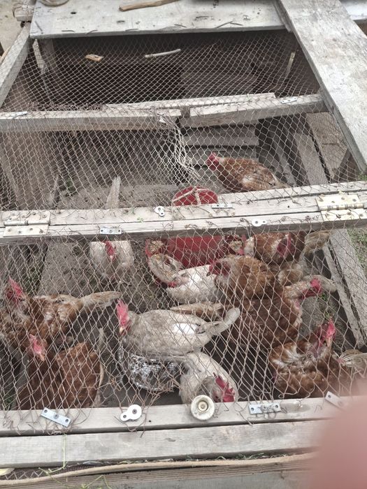 Куры несушки, не фабричные