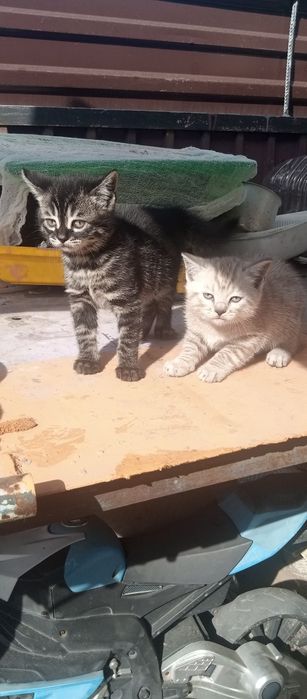 Продам породистых котят