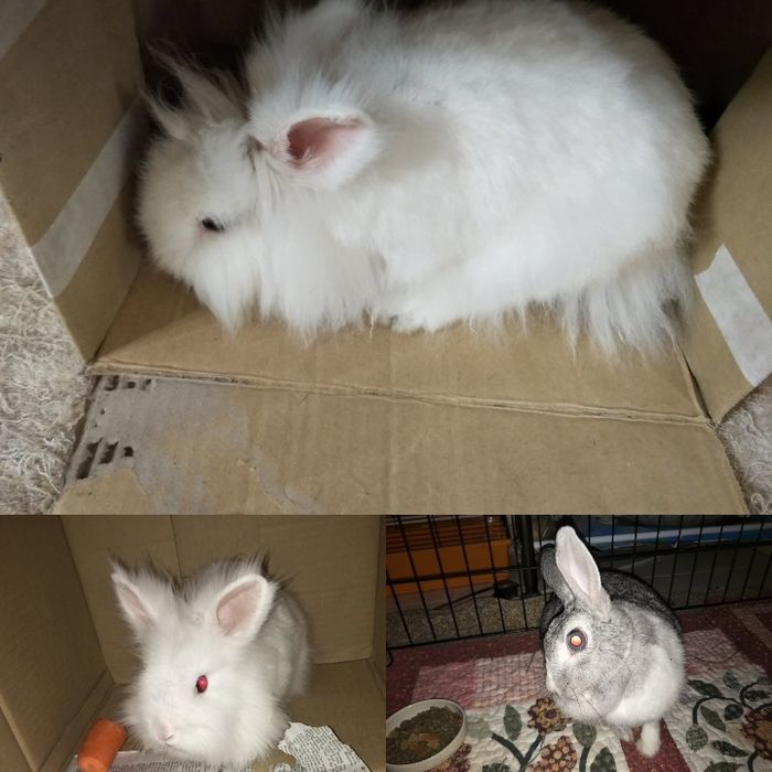 Pet Sitter Galati  Plimb caini, gazduiesc caini ,  pisici , pasari, rozatoare, soparle
