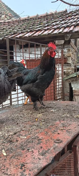 Cocoși tineret 2025