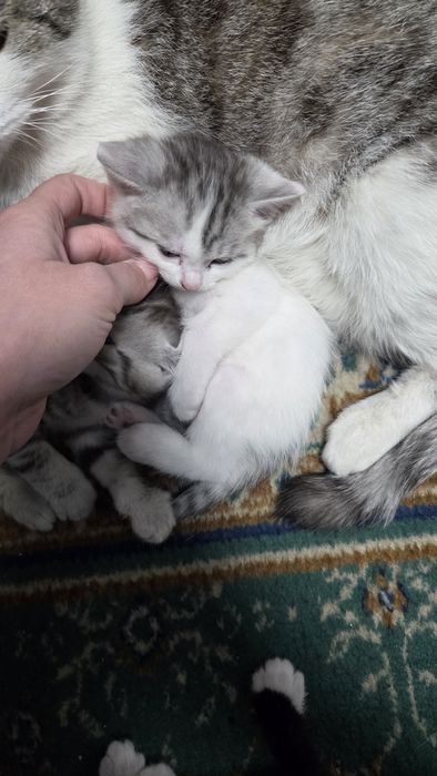 Отдам котят в хорошие руки