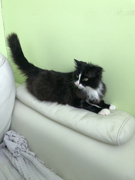 Любимые животные