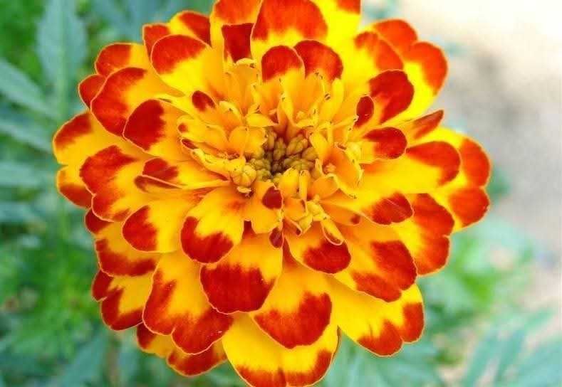 Тагетисът (къмшица, турта)