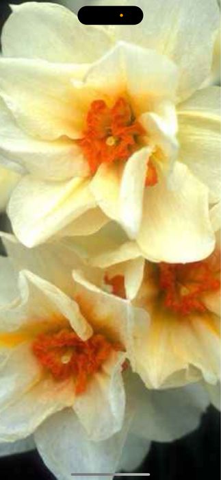 Bulbi de narcise 50 lei kg