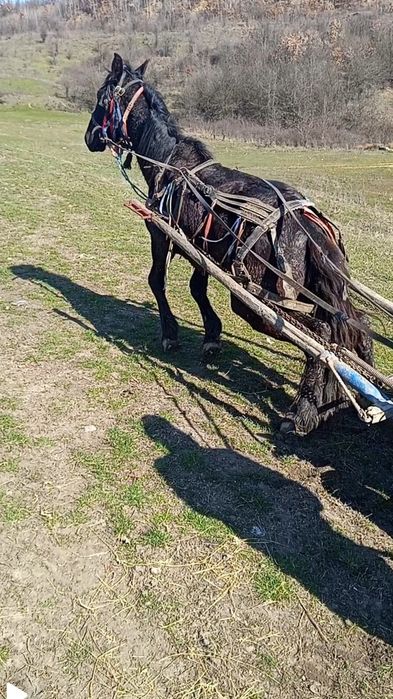 Vând cârlan de 1 an și 11 luni