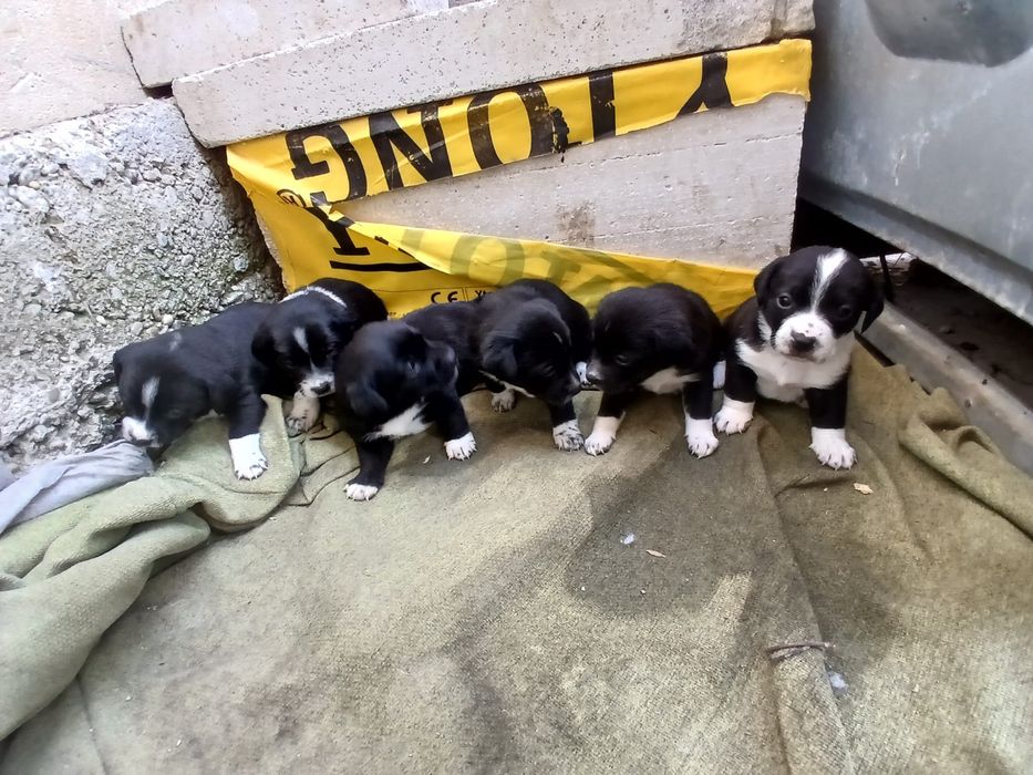 Donez cainii 5 baieti si 1 fata