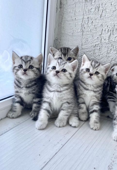 Продаются шотландские котята!!