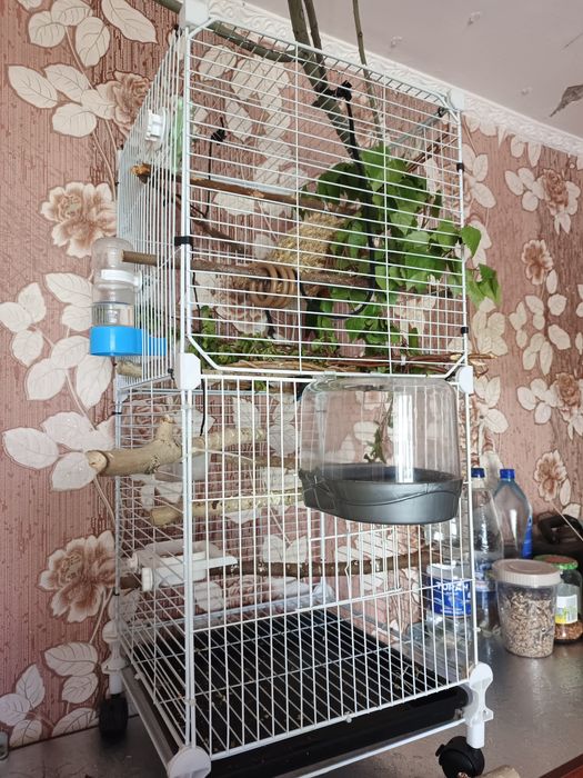 Пара неразлучников