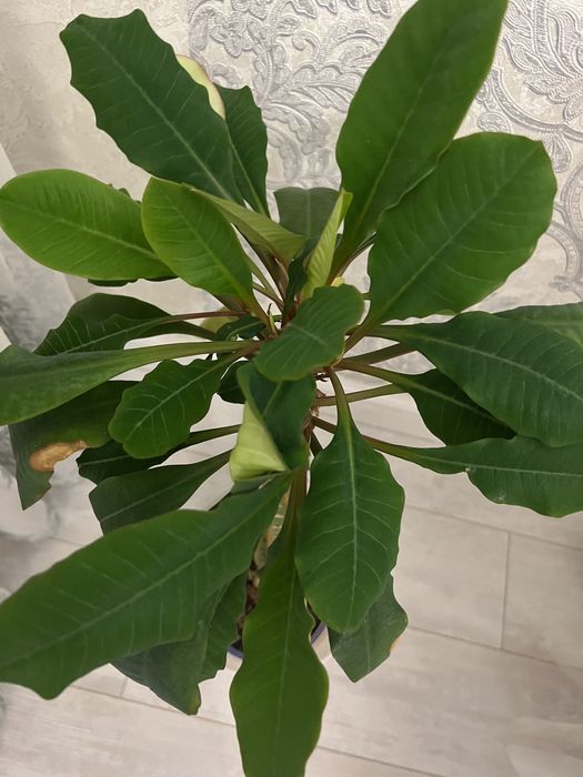 Комнатное растение пальма