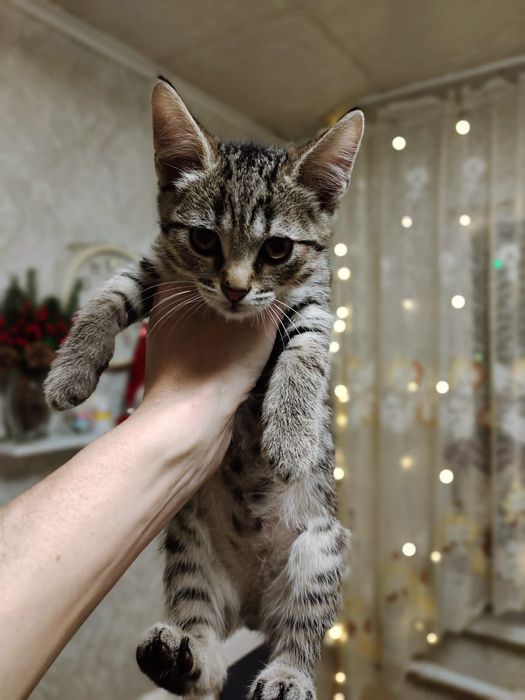 Отдам в добрые руки