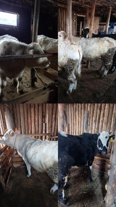 Продам 1 бычка и 3 телочек