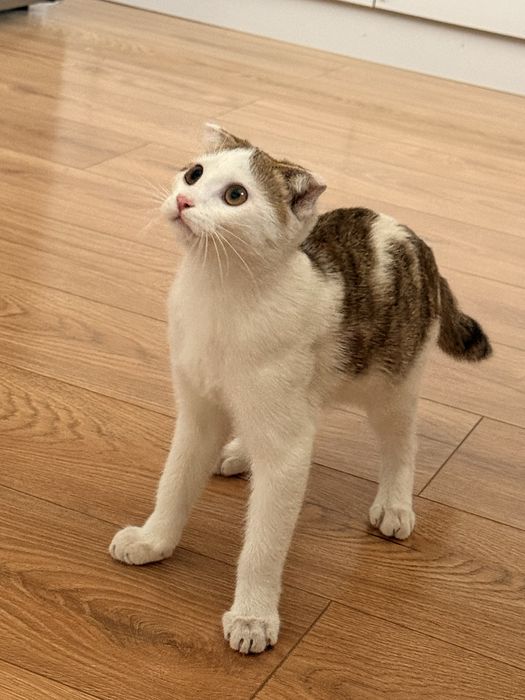 Отдадим кота в хорошие руки