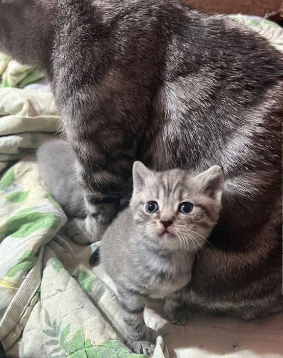 мальчик в серых окрасов!