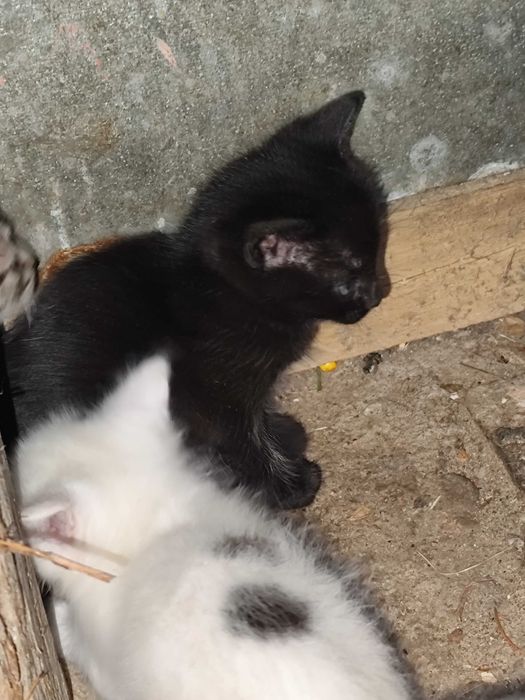 Pisici pentru adopție