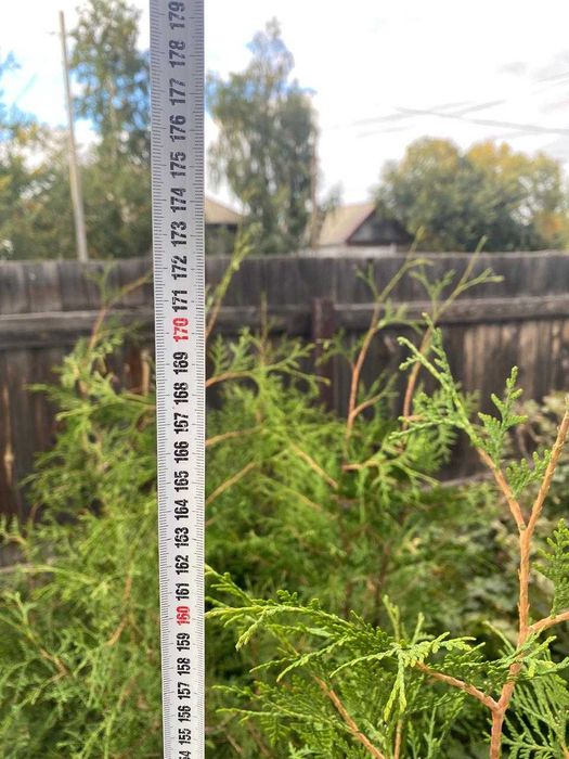 Продам Саженец Туи