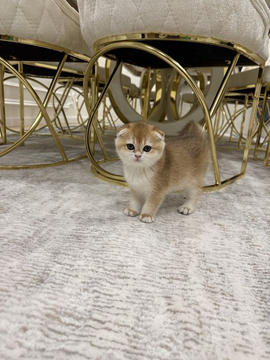 Золотая шиншилла