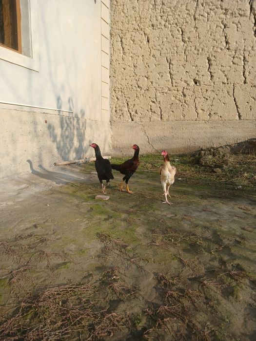 Золи товуклар сотилади