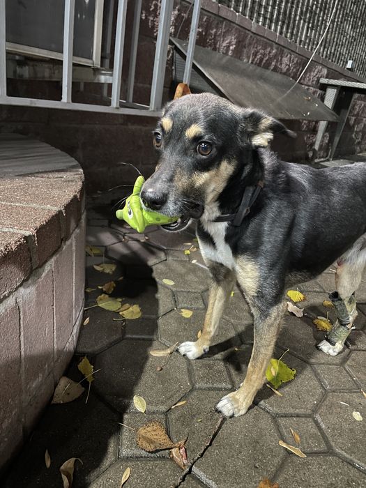 Щенок мальчик в добрые руки