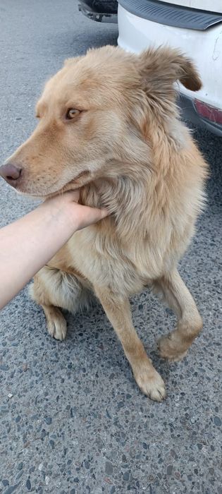 Срочно собака, охрана в дом