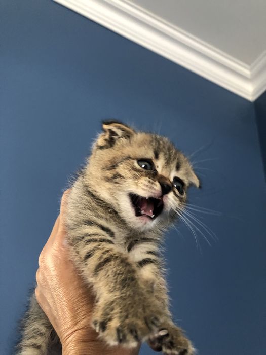 Котенок вислоухий мальчик