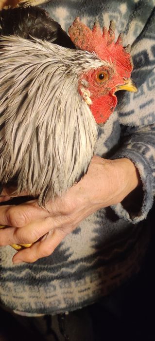 Vând Cocoși Argintii Italiene, Leghorn Italiene