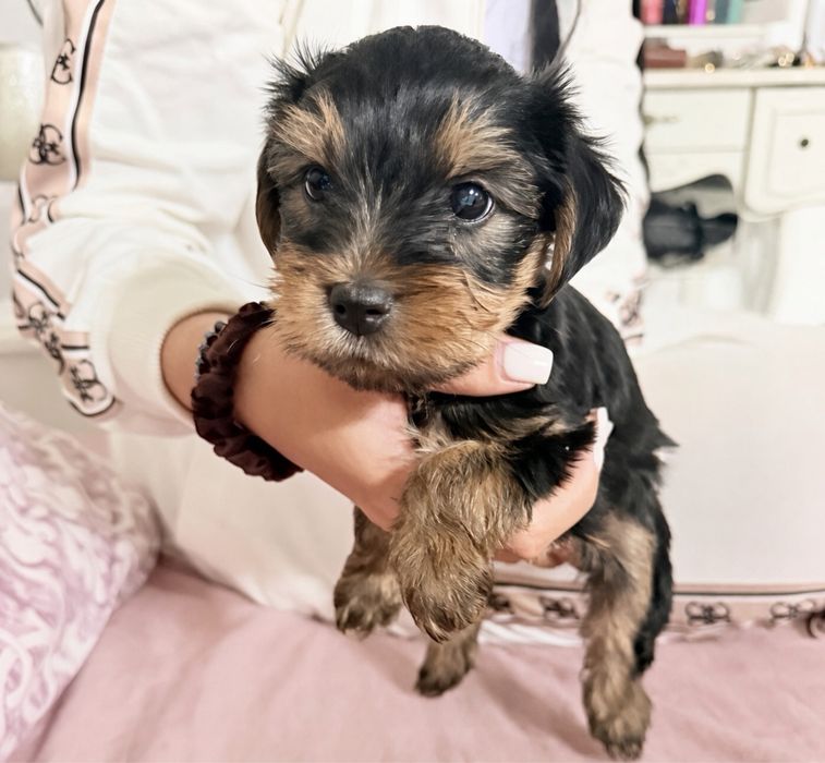 Yorkshire Terrier