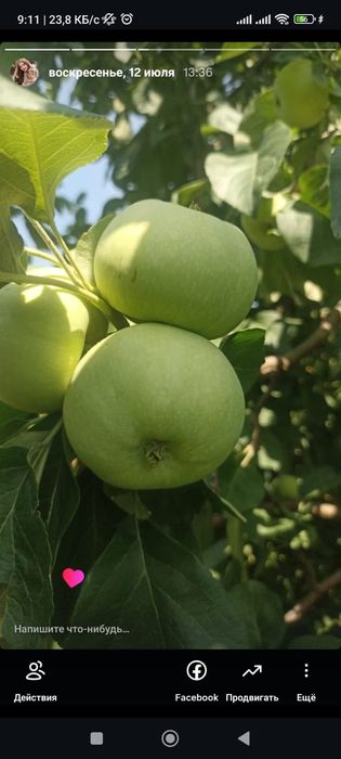 Продам яблоки ,груши
