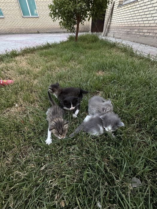 Котенки в подарок