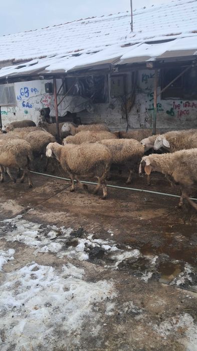 Продават се овце редовни