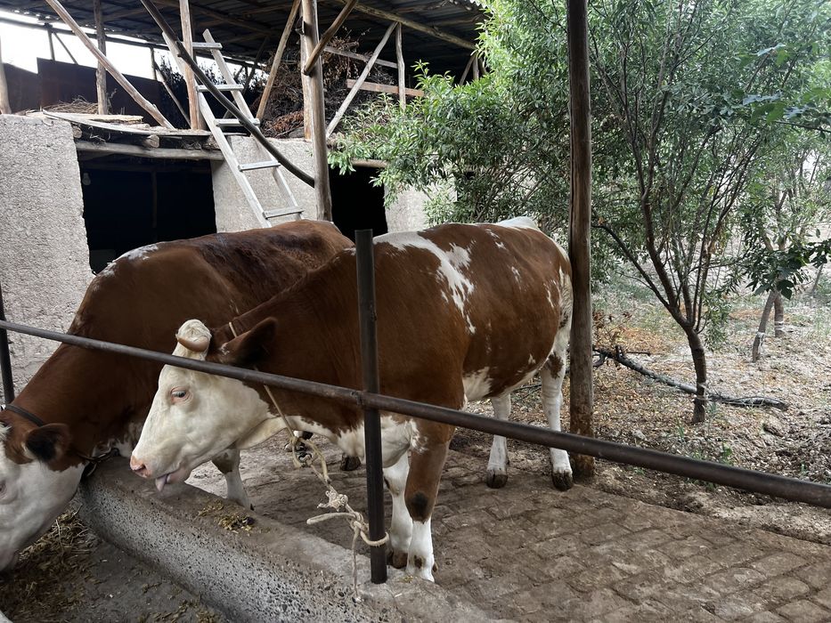 Smental 8 oylik boğoz birnchisiga