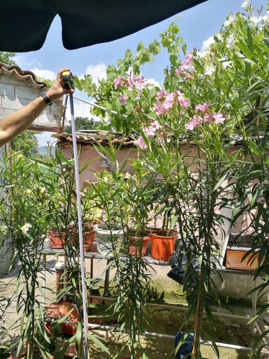 продавам олеандър - зокум