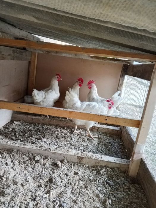 Loman sendin tovuqlar