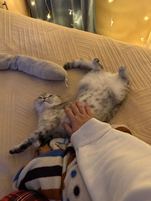 Срочно продаётся кошка Скоттиш фолд