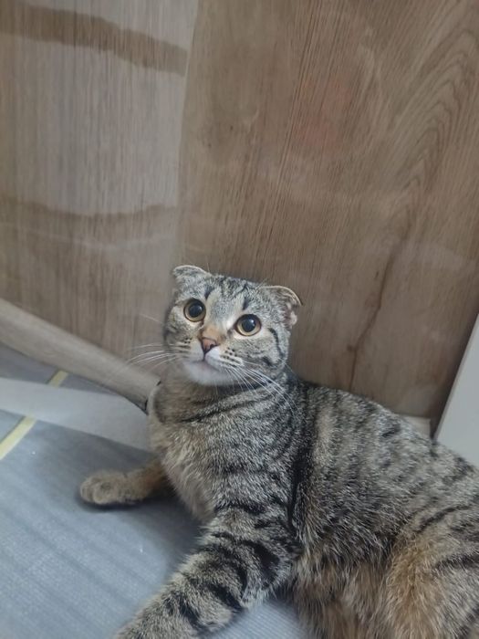 Продам Вислауха кошку