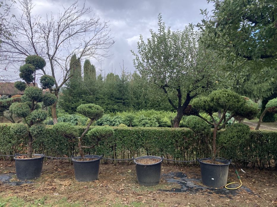 Tuia de vanzare Hunedoara