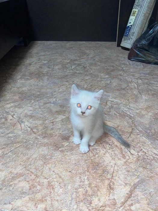 Котёнок, в добрые руки