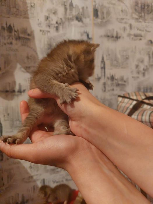 Отдам котенка в добрые руки