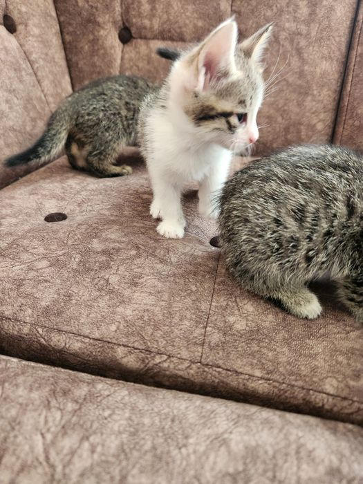 Отдам котят в добрые руки