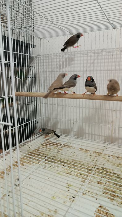 Продам чернощеких Амадинов